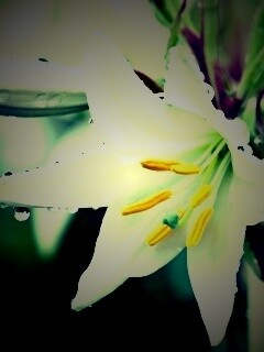 Белая лилия обои