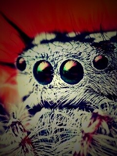 Паук в макро обои