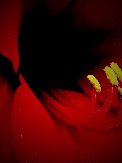 Красная манящая лилия обои