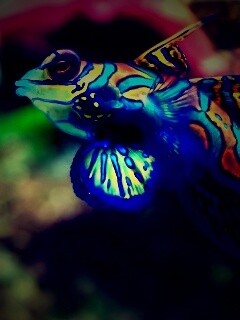 Разноцветная рыбка обои