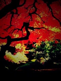 Под оранжевой кроной обои