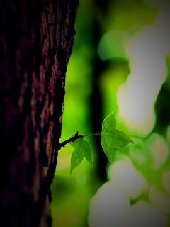 Листок на стволе дерева обои