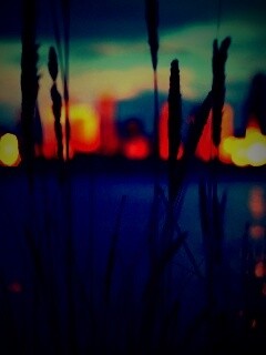 Камыш на фоне вечерних огней обои