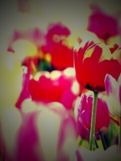 Красивые тюльпаны обои
