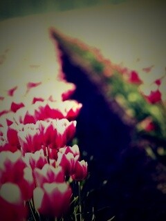 Тропинка в поле розовых тюльпанов обои