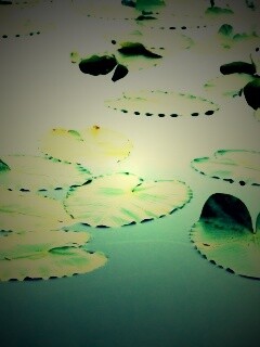 Плавающие листья обои