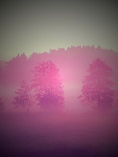 Розовый лес обои