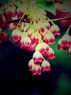 Красные колокольчики обои