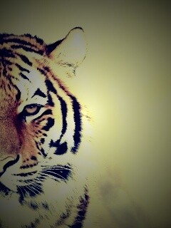 Красавец тигр обои