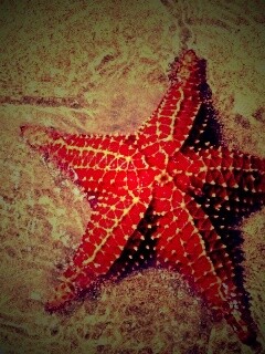 Морская звезда обои