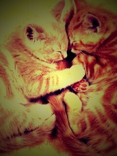 Рыжие котята в обнимку обои