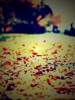 Осенние листья обои