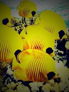 Желтые рыбки обои