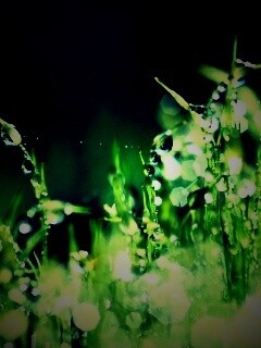 Бусинки росы обои