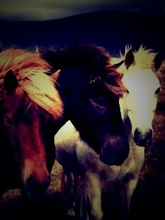 Мустанги обои