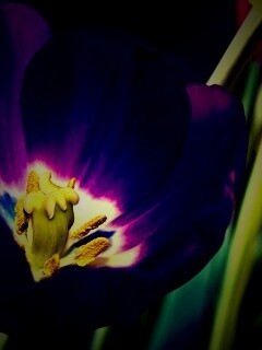 Фиолетовый цветочек обои