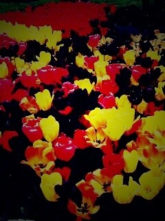 Поле тюльпанов обои