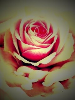 Роза в женских руках обои