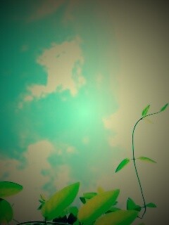 Зеленые ветви на фоне голубого неба обои