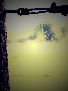 Паутина 51 обои