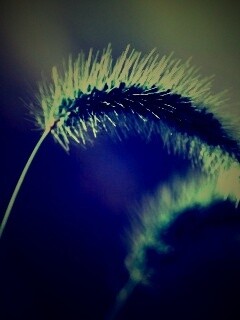 Травинка обои