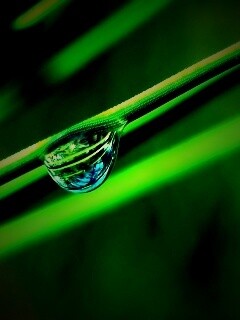 Капелька воды на стебле обои