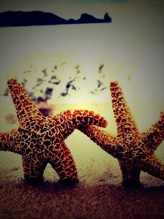 Две морские звезды обои