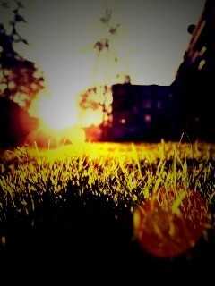 Трава во дворе обои