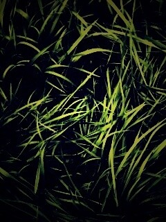 Блеклая трава обои