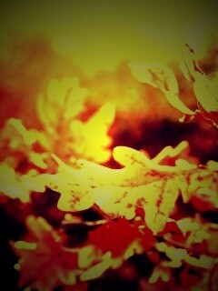 Дубовые листья обои