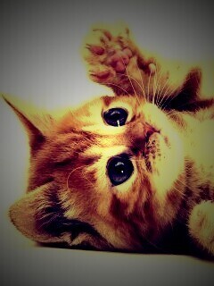 Котёнок обои