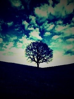 Холм одинокого дуба обои