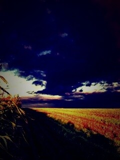 Кукурузное поле обои