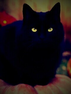 Чёрный кот на тыкве обои