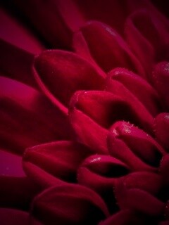 Лепестки хризантемы обои