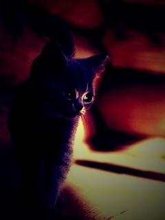 Маленький дымчатый котенок обои