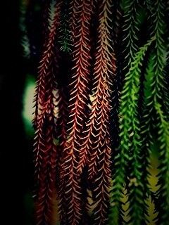 Зеленые колючки обои