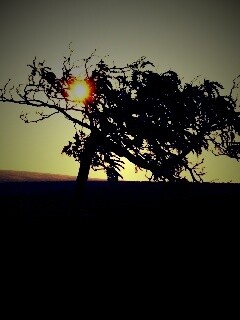 Дерево на закате обои