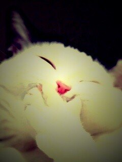 Смеющийся кот обои