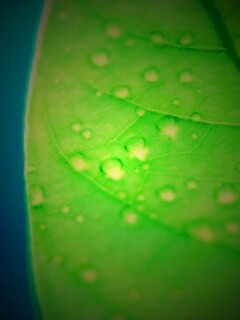 Зеленый листик в макро обои