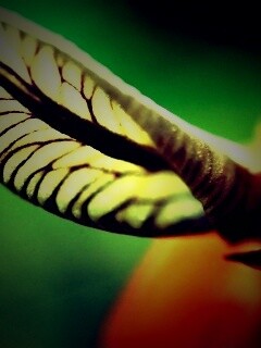 Сетчатый лист обои