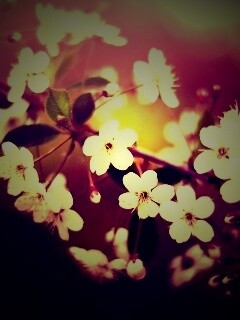 Ветка сакуры обои