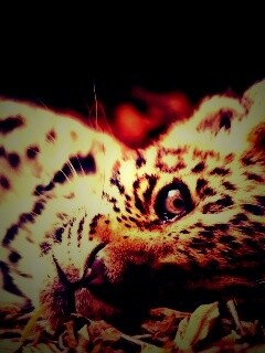 Гепард котенок обои