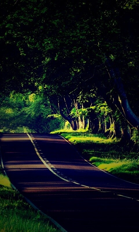 Трасса в тени деревьев обои