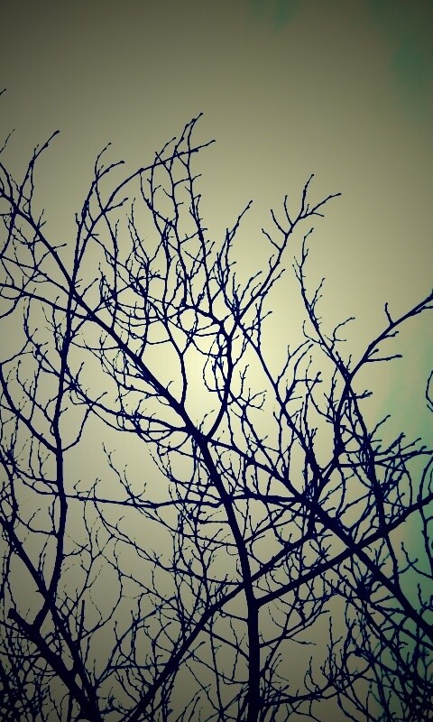 Ветвистое дерево обои
