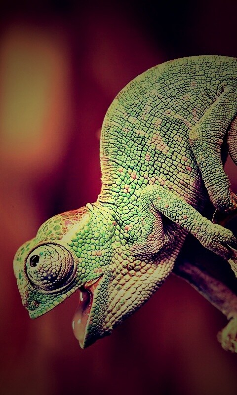 Хамелеон обои