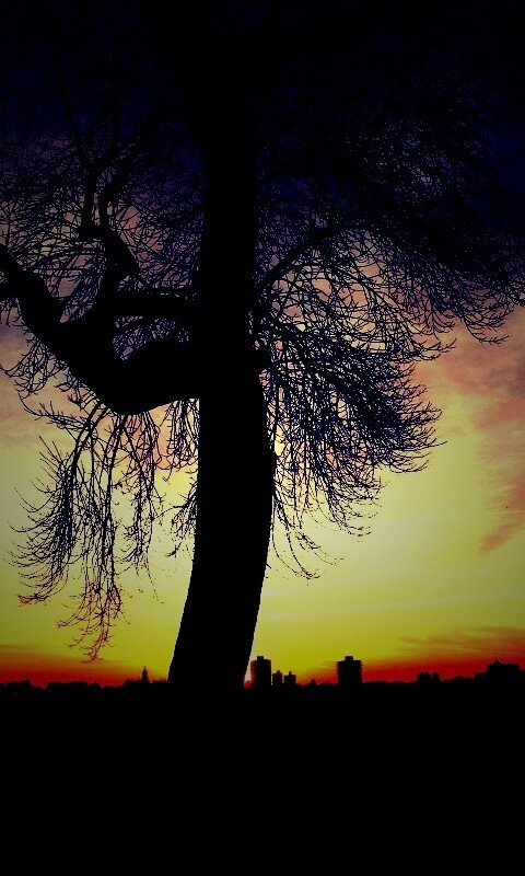 Одинокое дерево обои