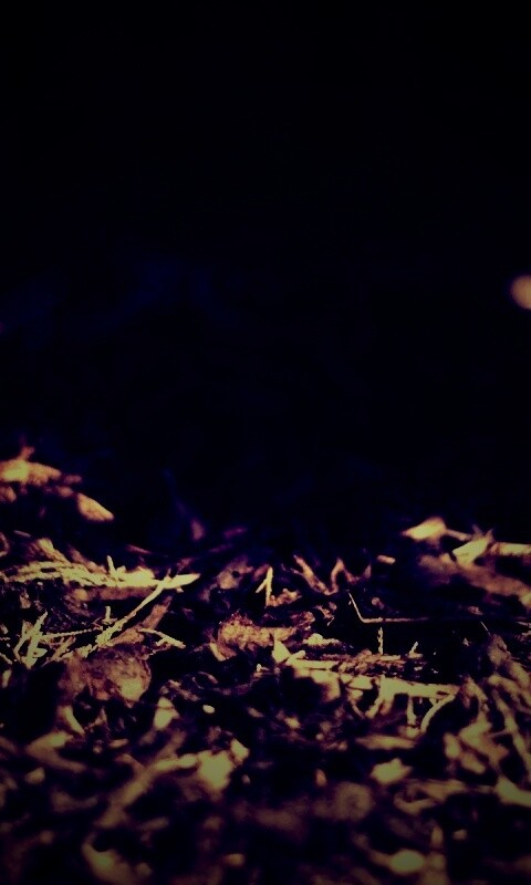 Хворост обои