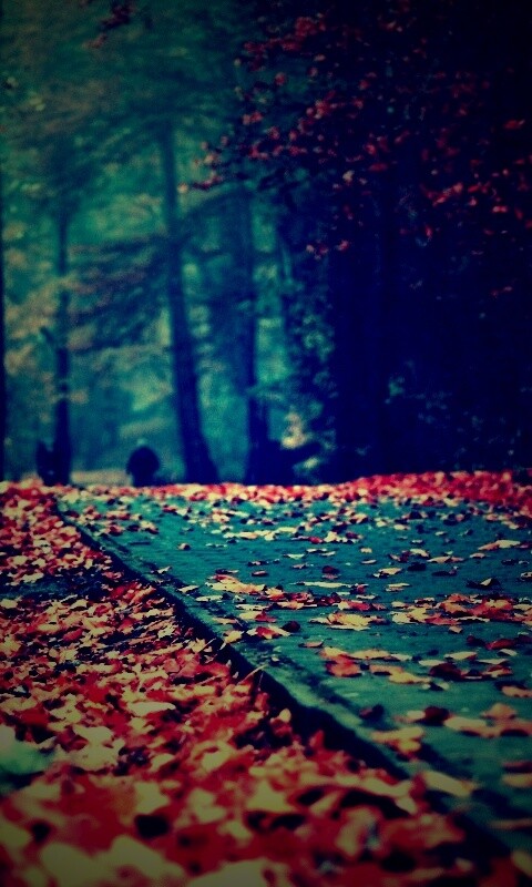 Осенняя дорога обои