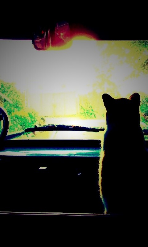 Кот навигатор обои